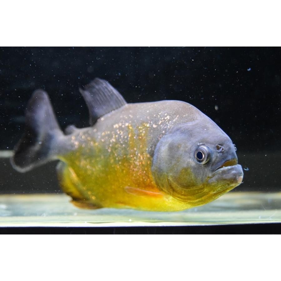 【売約済】ピラニア・ピラヤ　”サンフランシスコ”　15cm　No.3 