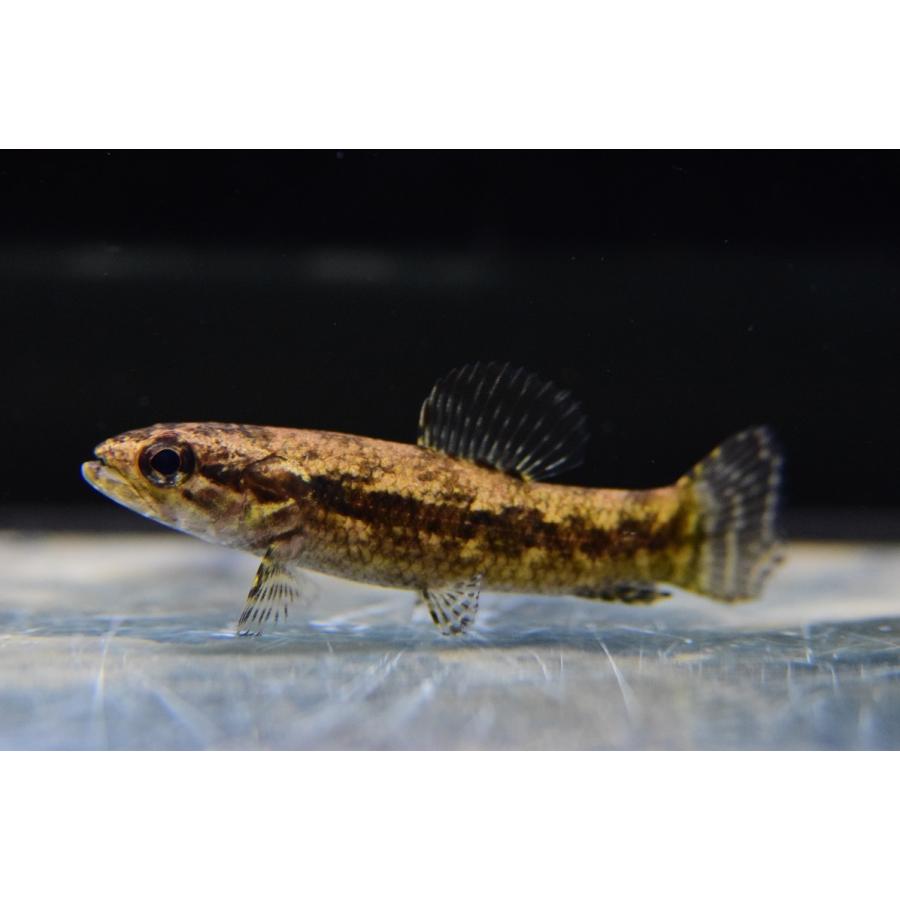 ブラックタライロン　”タパジョス”　6cm