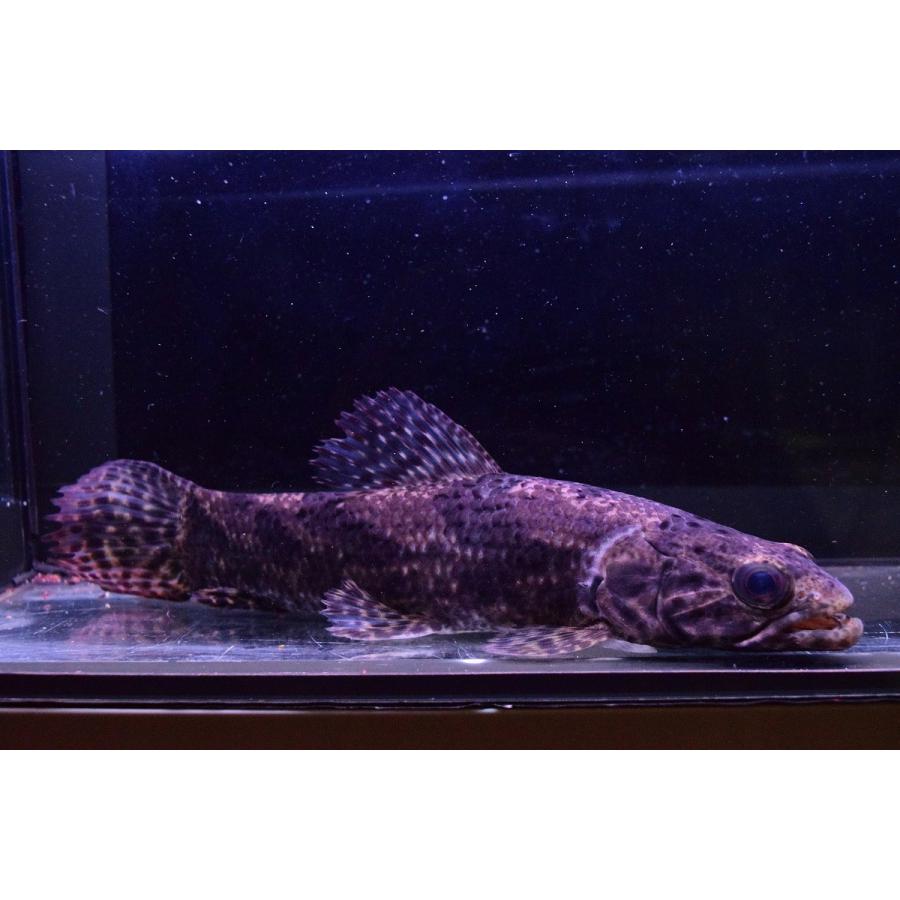 ビッグアイタライロン コロンビア 24cm Www Montessoriokullari Com