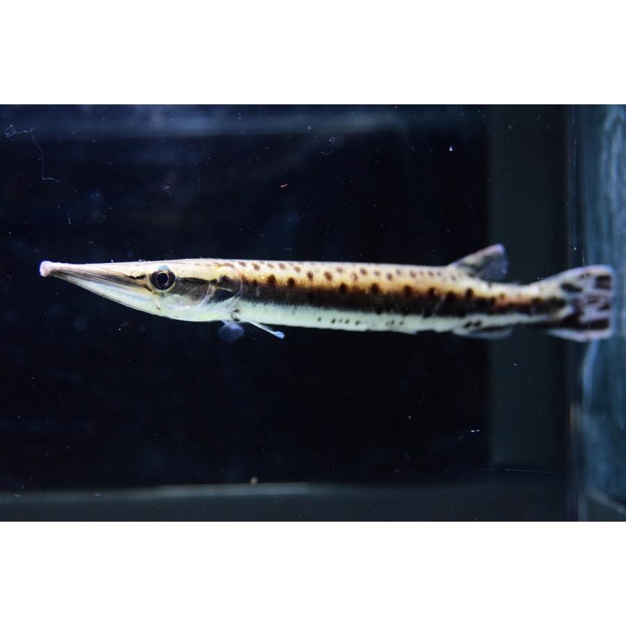 マーブルハイドロシナスガー