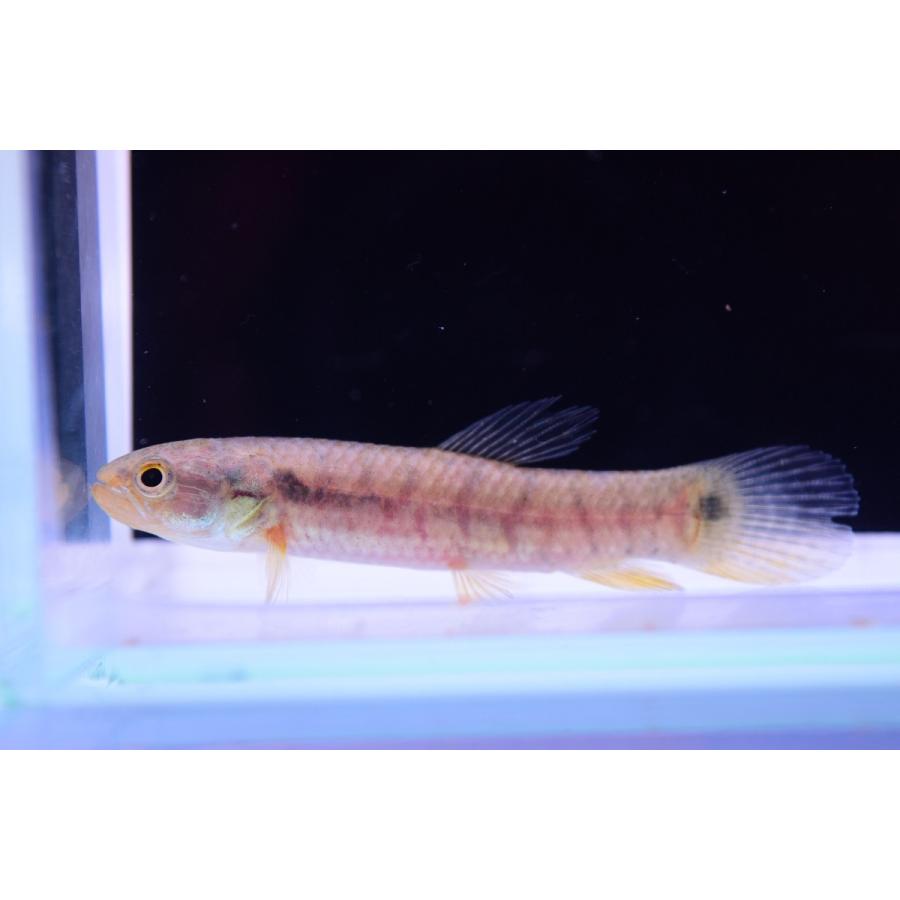 ブルーフェイスレインボーホーリー テレスピレス 5cm前後 Sacharacin87 World Rivers Net 通販 Yahoo ショッピング