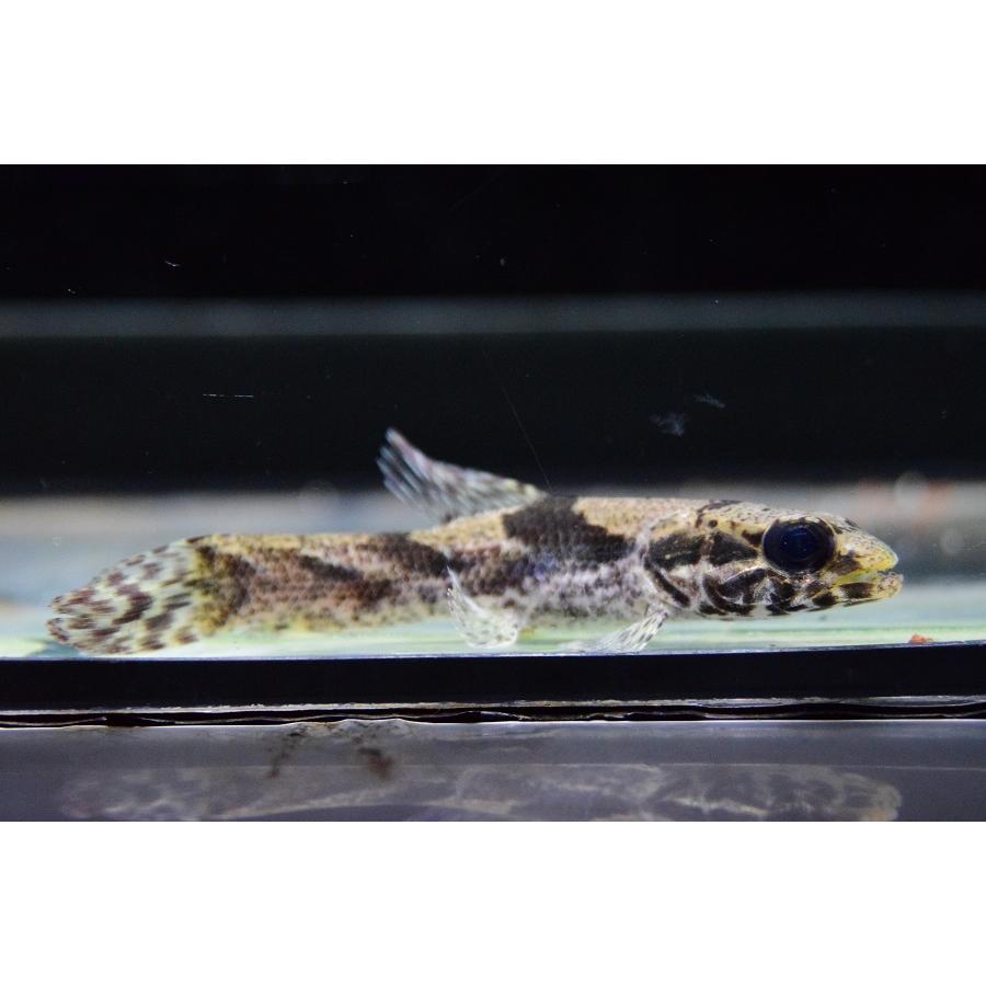 【アウトレット品】 リアルタライロン　”ポルタレジーニャ”　9-10cm 【IQY9239710619】(33660円)