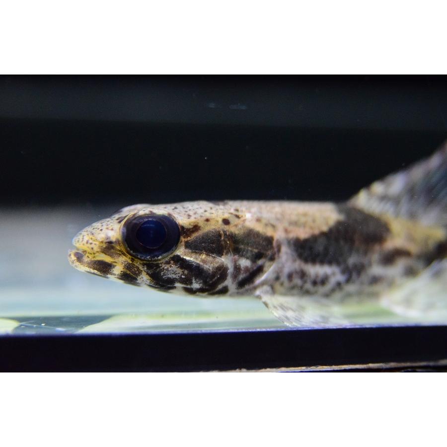 【アウトレット品】 リアルタライロン　”ポルタレジーニャ”　9-10cm 【IQY9239710619】(33660円)