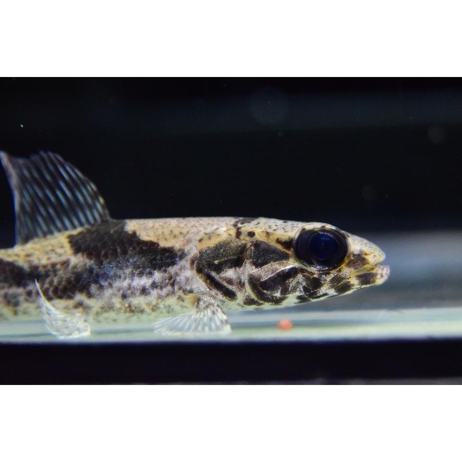 【アウトレット品】 リアルタライロン　”ポルタレジーニャ”　9-10cm 【IQY9239710619】(33660円)