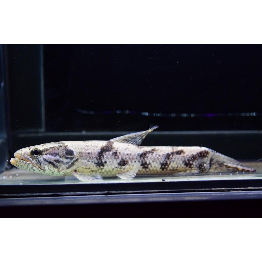 コレクション新作が登場 タライーラ スリナムリバー 18cm 通販のお買物 Test Juicyseafoodcompany Com