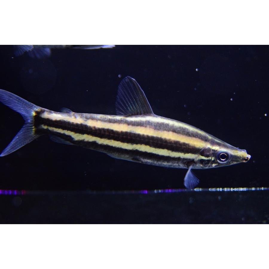 アノストムス・ブレビオール　”マロニーリバー”　多分♂8cm