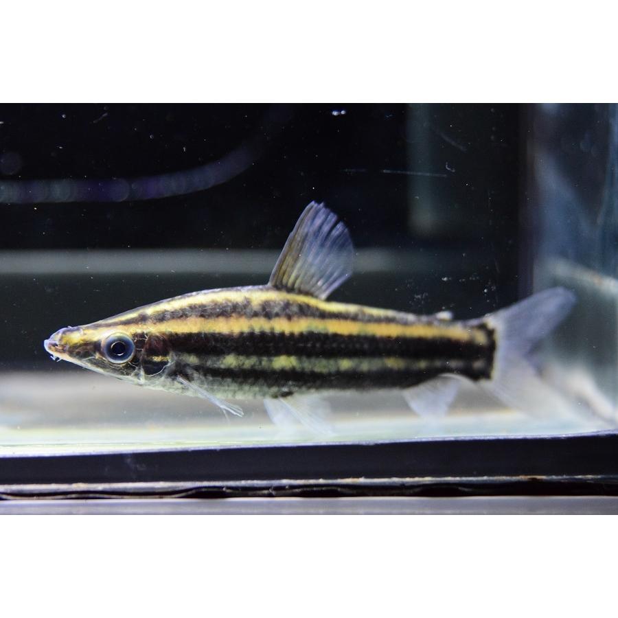 アノストムス・ブレビオール　”マロニーリバー”　♀10-11cm