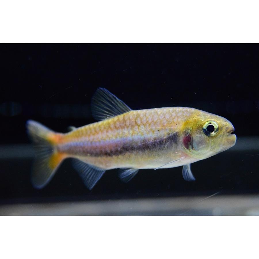 シャラクテトラII　”ジュルエナ”　7-8cm