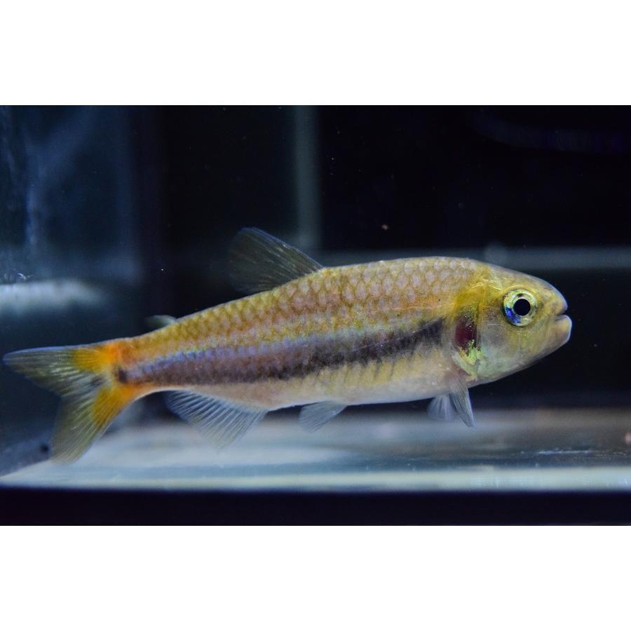 シャラクテトラII　”ジュルエナ”　7-8cm 