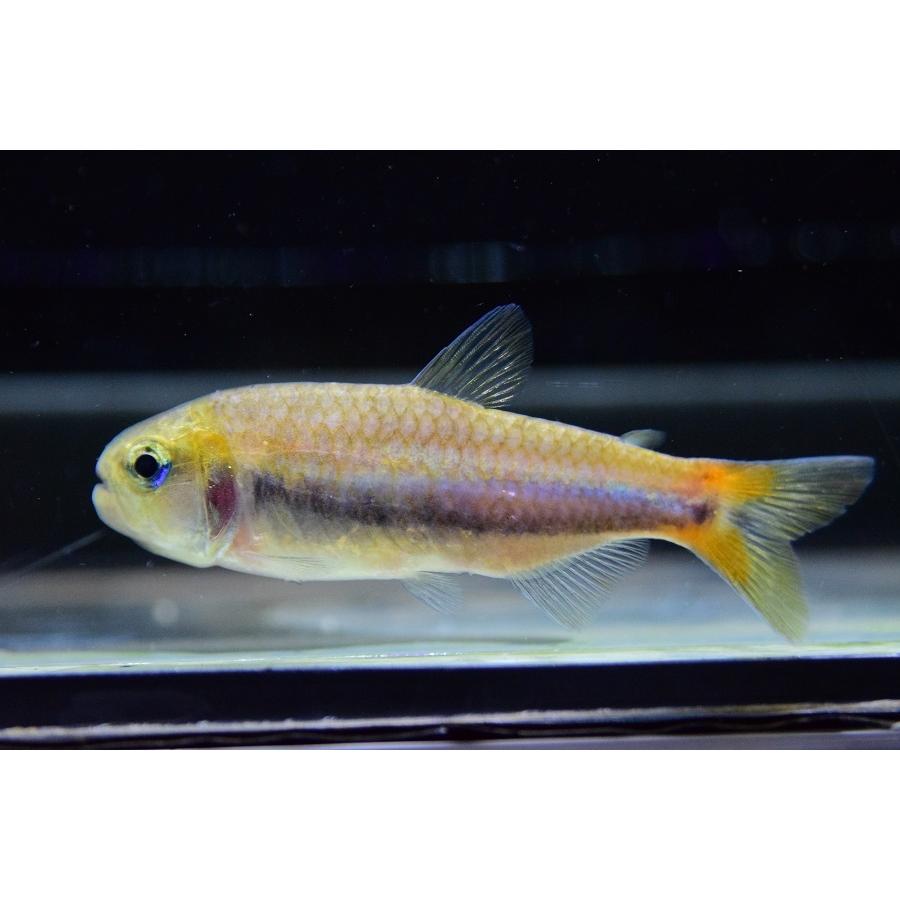 シャラクテトラII　”ジュルエナ”　7-8cm 