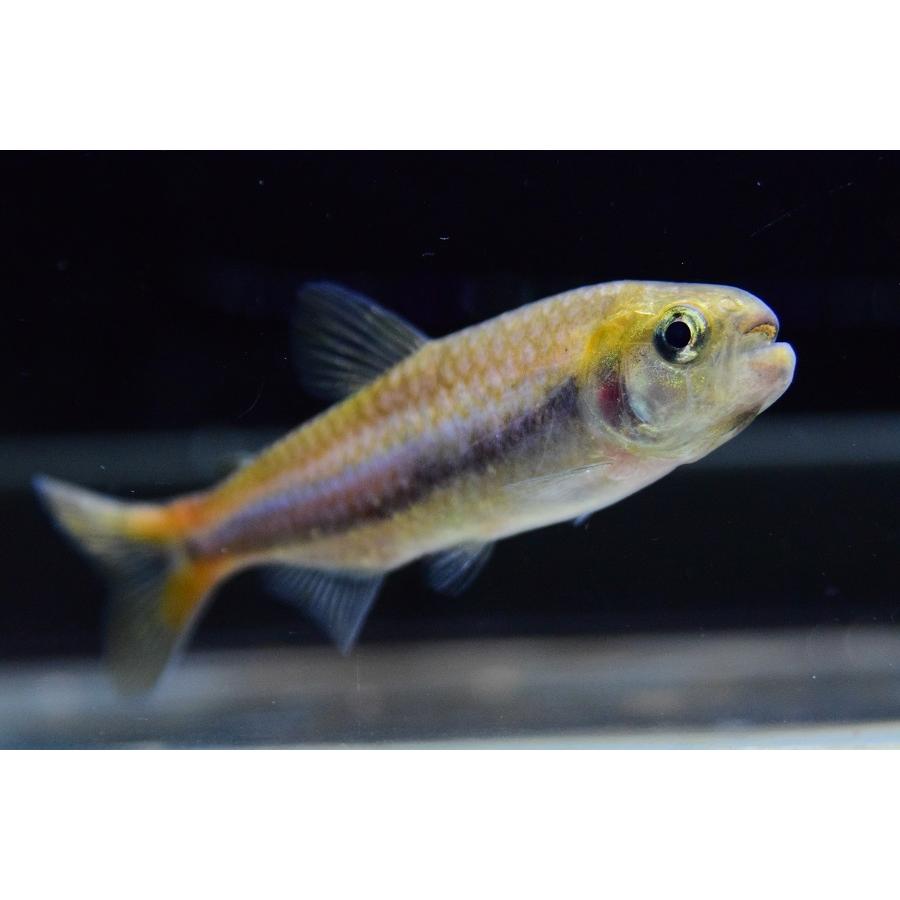 シャラクテトラII　”ジュルエナ”　7-8cm 