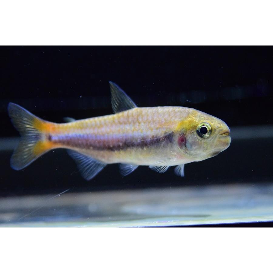 シャラクテトラII　”ジュルエナ”　7-8cm 