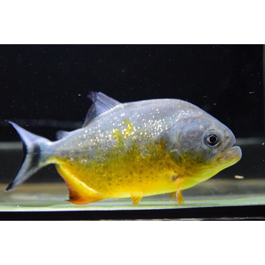 ピラニア・ピラヤ　”サンフランシスコ”　12cm±　No.4