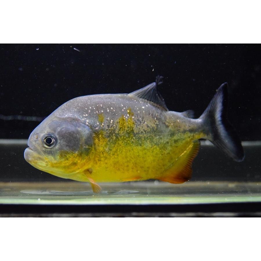 ピラニア・ピラヤ　”サンフランシスコ”　12cm±　No.4 