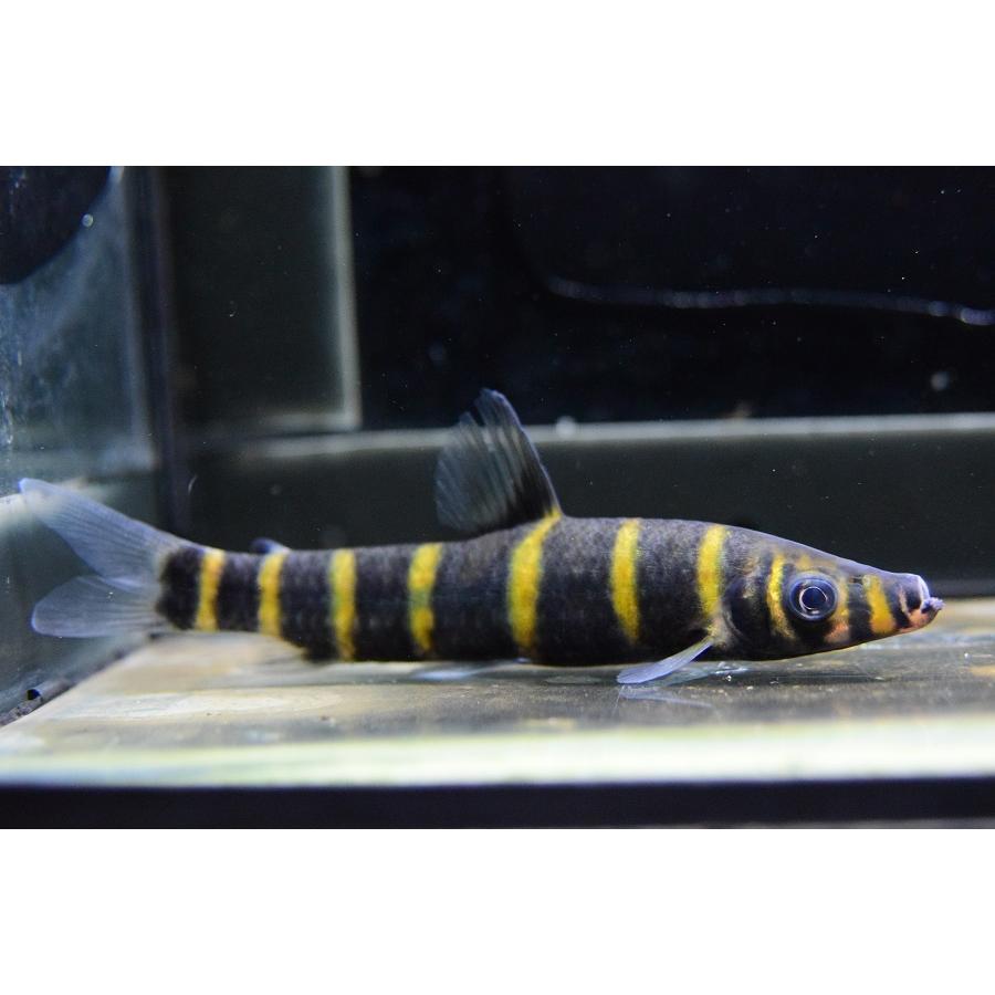 オレンジバンデッドサルトール　”タクトゥ”　12-13cm