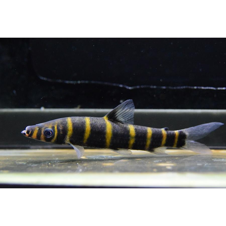 オレンジバンデッドサルトール　”タクトゥ”　12-13cm 