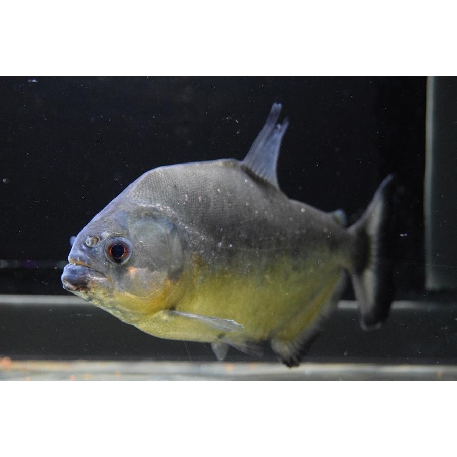 イエローピラニア　”トカンチンス”　16cm