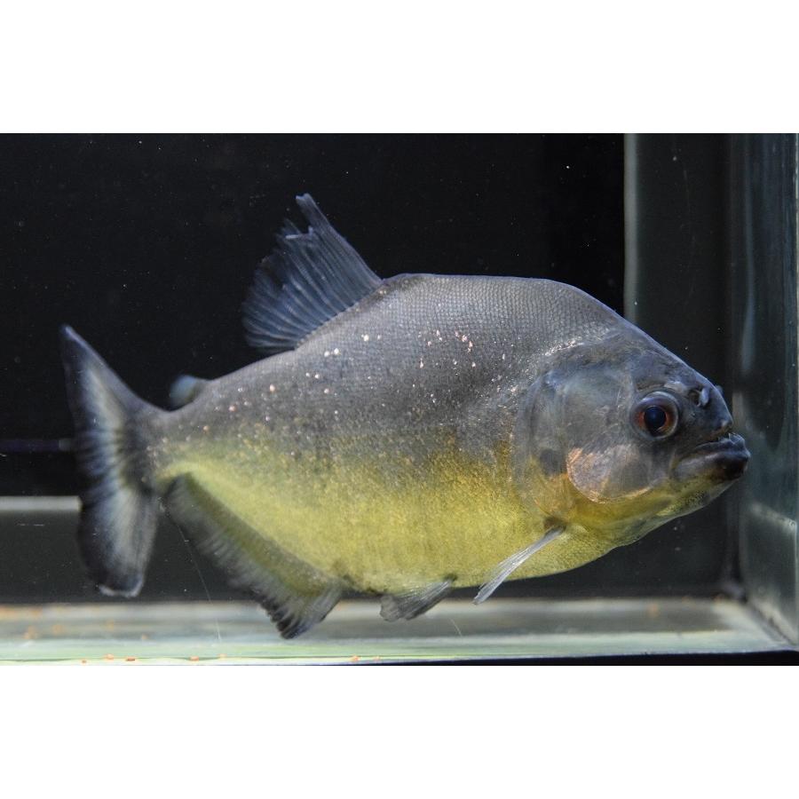 イエローピラニア　”トカンチンス”　16cm 