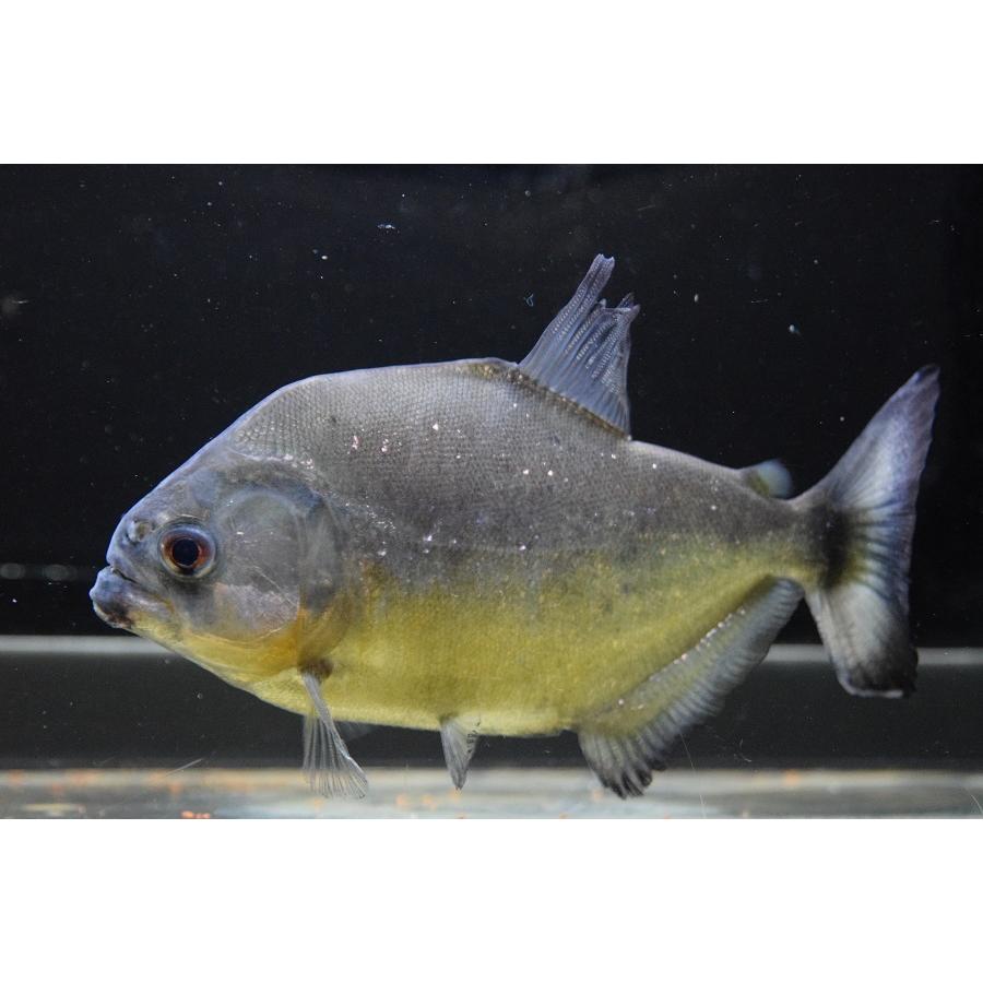 イエローピラニア　”トカンチンス”　16cm 