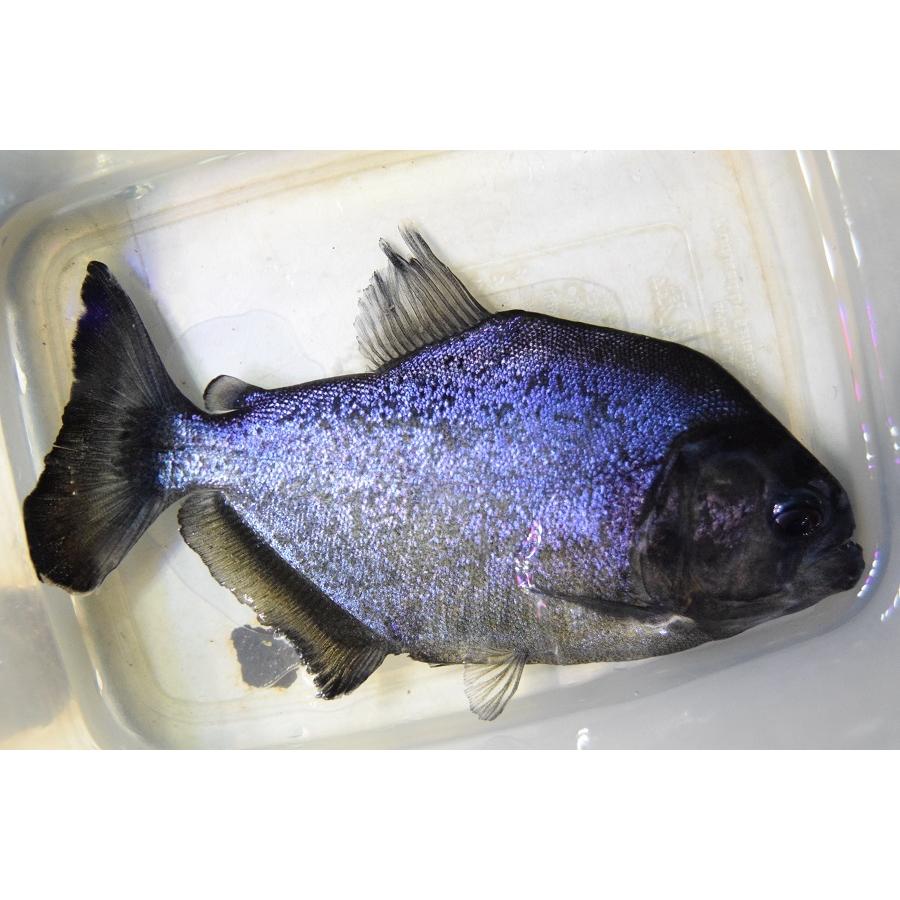 イエローピラニア　”トカンチンス”　16cm 