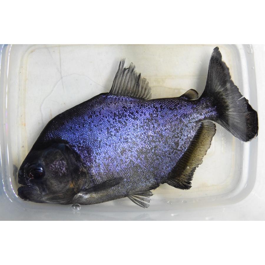 イエローピラニア　”トカンチンス”　16cm 