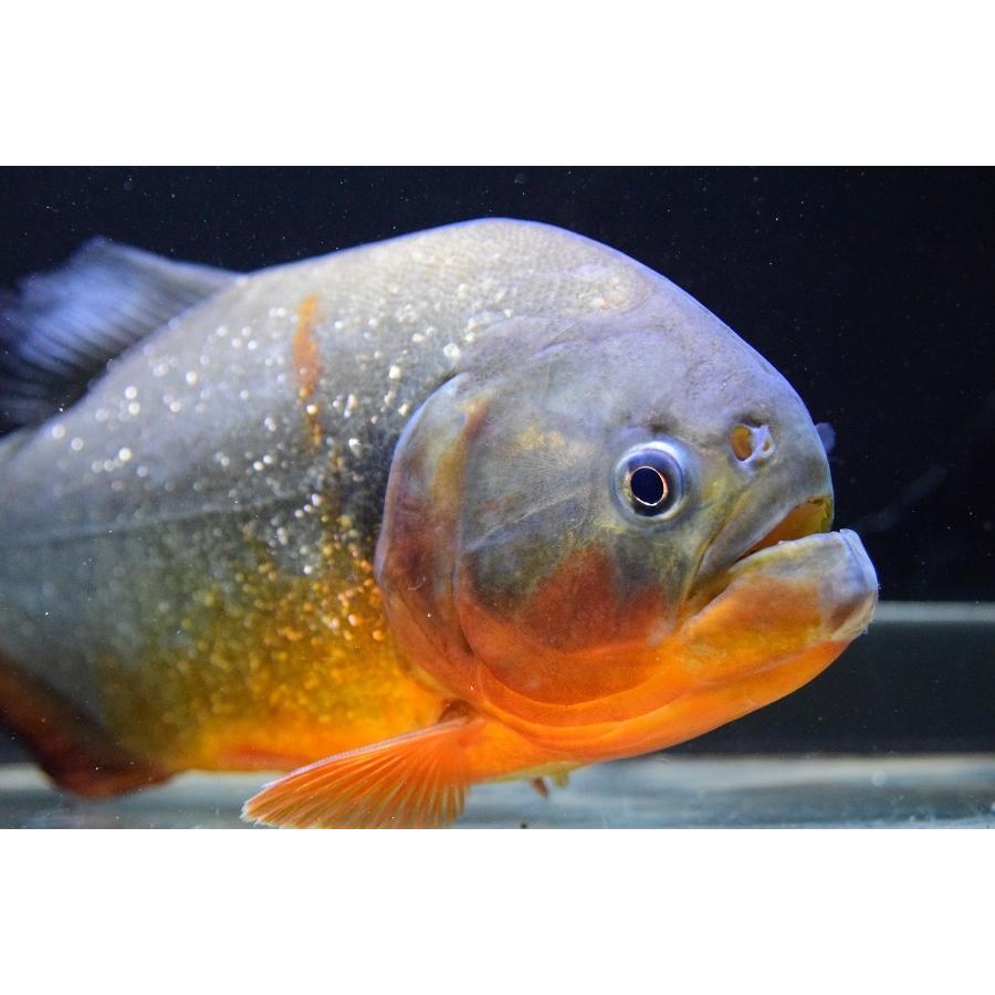 ピラニアナッテリー15センチ±