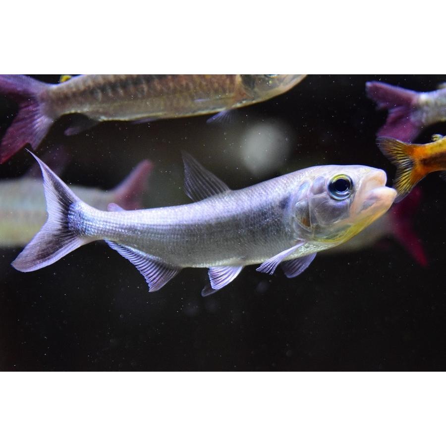 ドラードフィッシュ(値下げしました)