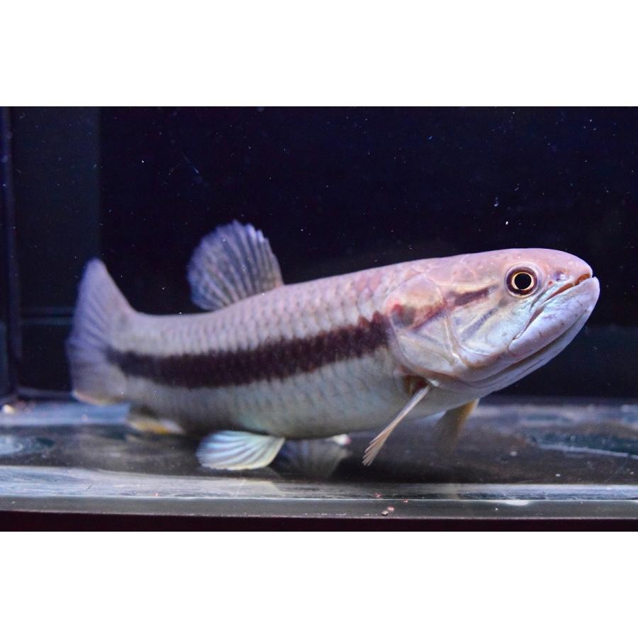 ストライプホーリー ボリビア 18 19cm Sacharacin97 World Rivers Net 通販 Yahoo ショッピング