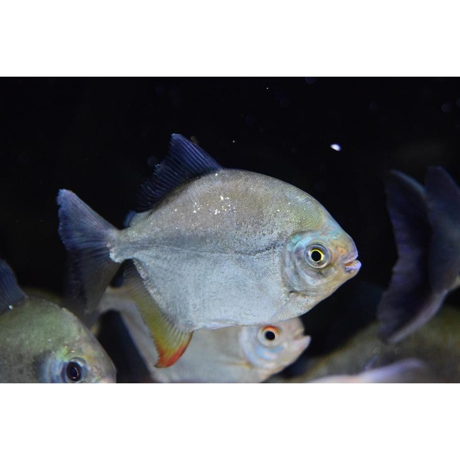 レインボーパクーカザル　”タパジョス”　♀14cm