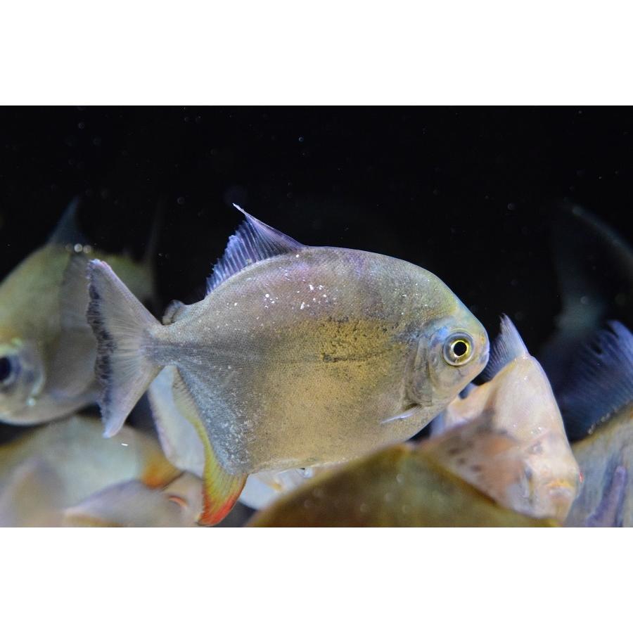 レインボーパクーカザル　”タパジョス”　♀14cm 