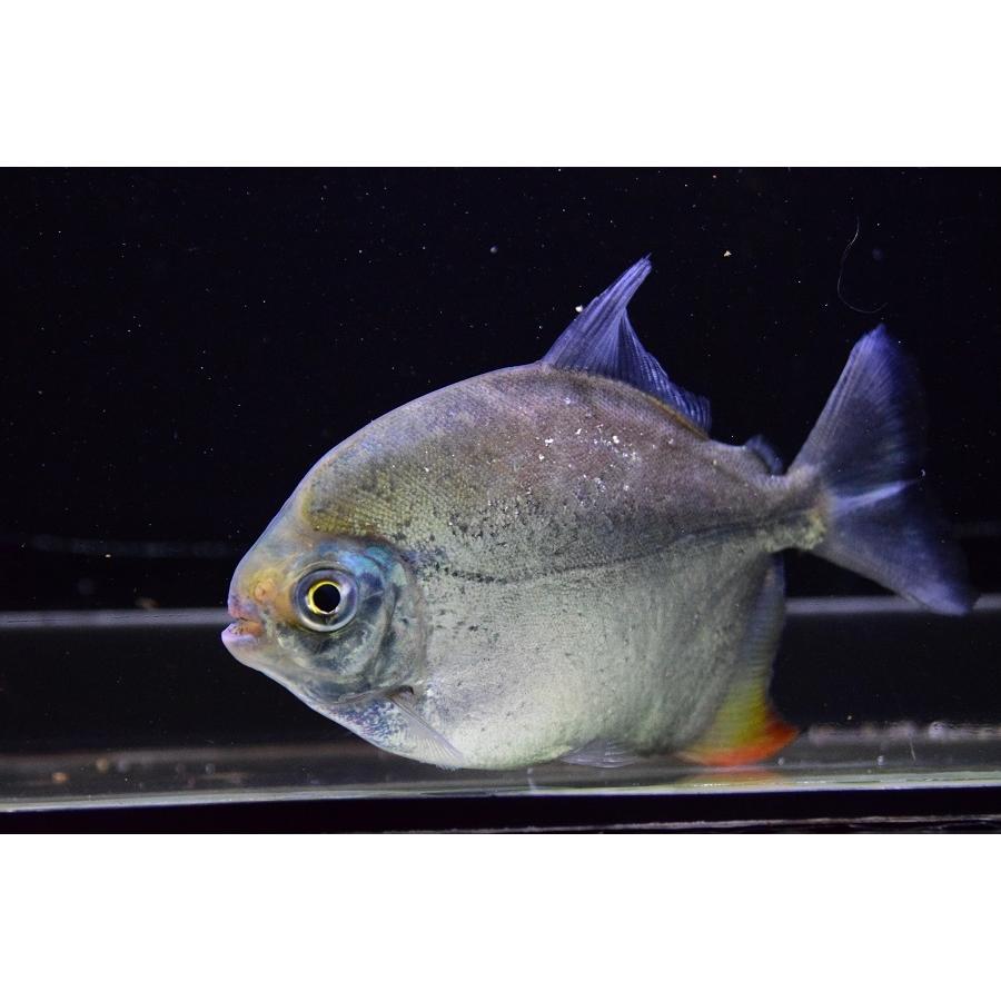 レインボーパクーカザル　”タパジョス”　♀14cm 