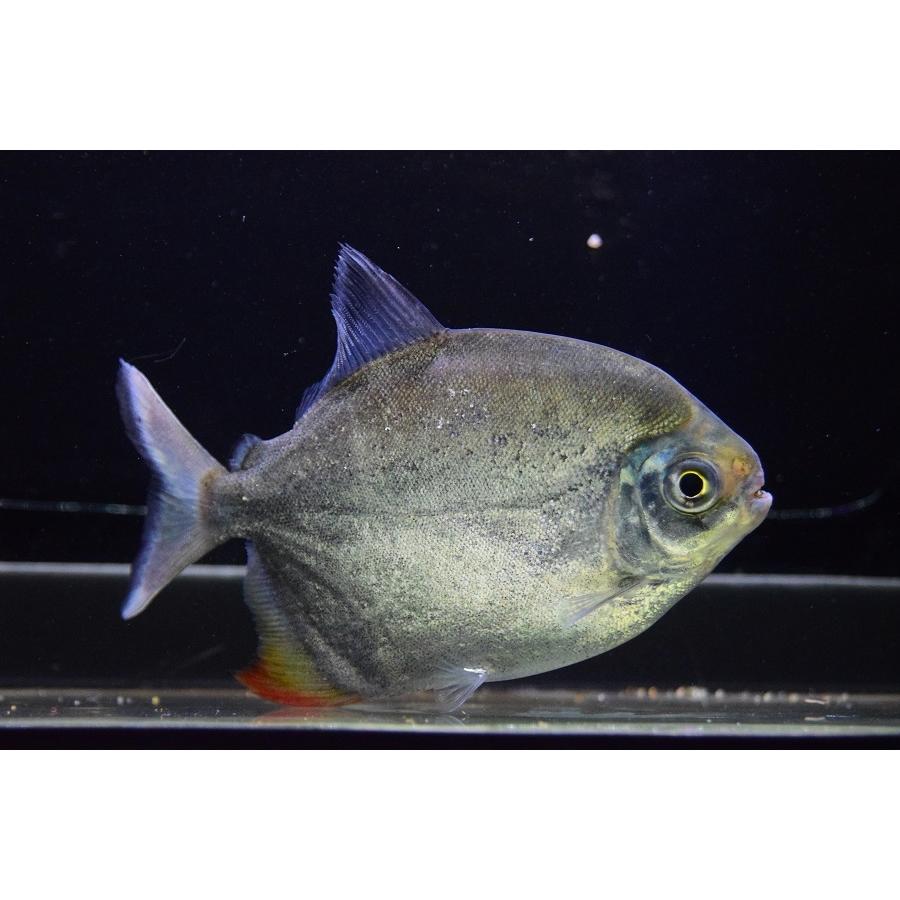 レインボーパクーカザル　”タパジョス”　♀14cm 