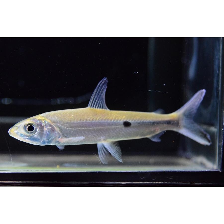 ヘミオダス・ユニマクラータス　”スリナム　マロニーリバー”　12-13cm