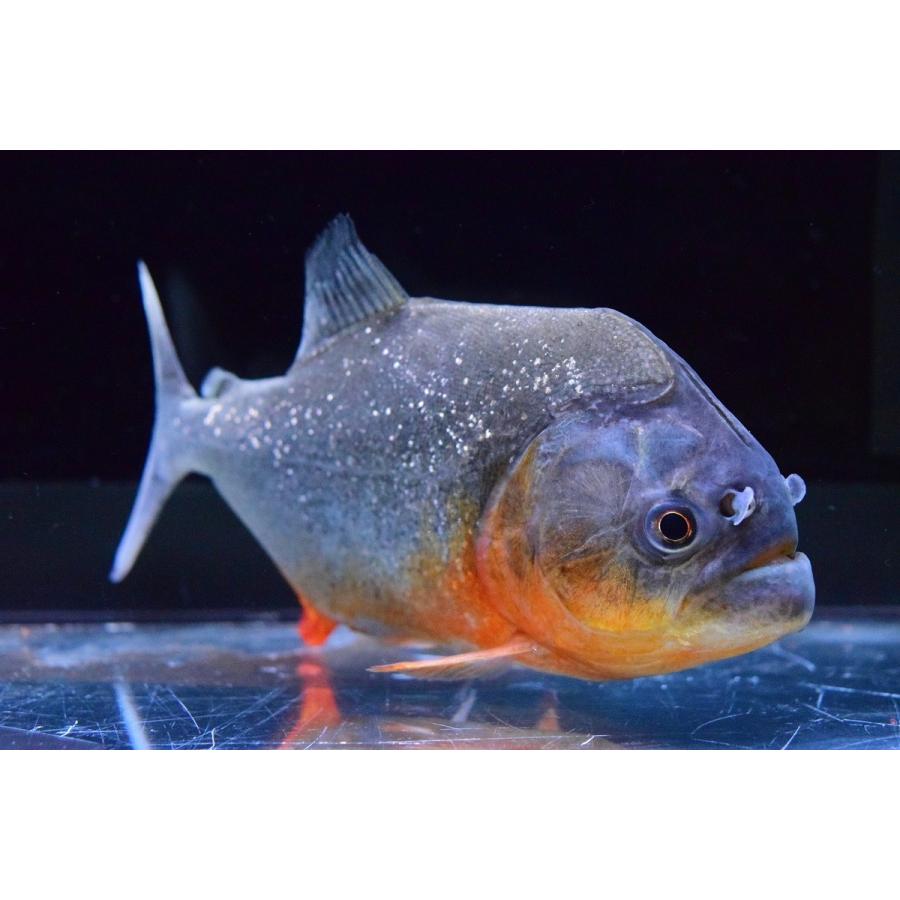 ピラニア ナッテリー ベニ川 15 16cm Sacharacin99 World Rivers Net 通販 Yahoo ショッピング