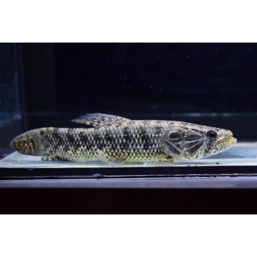 メタルタイガータライーラ　”ゴイアス”　18-19cm 