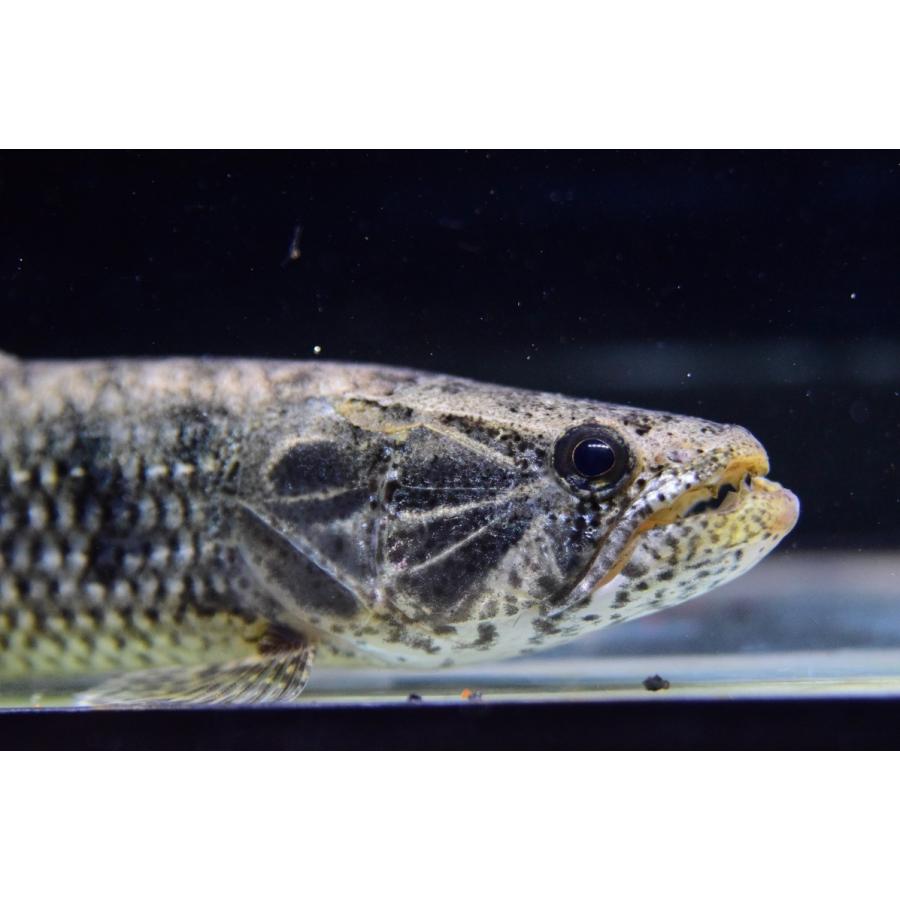 メタルタイガータライーラ　”ゴイアス”　18-19cm 