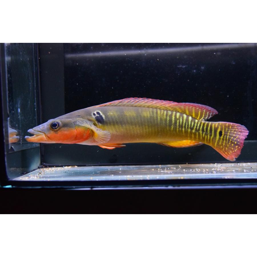 クレニキクラ・ゼブリナ　”コロンビア”　27cm