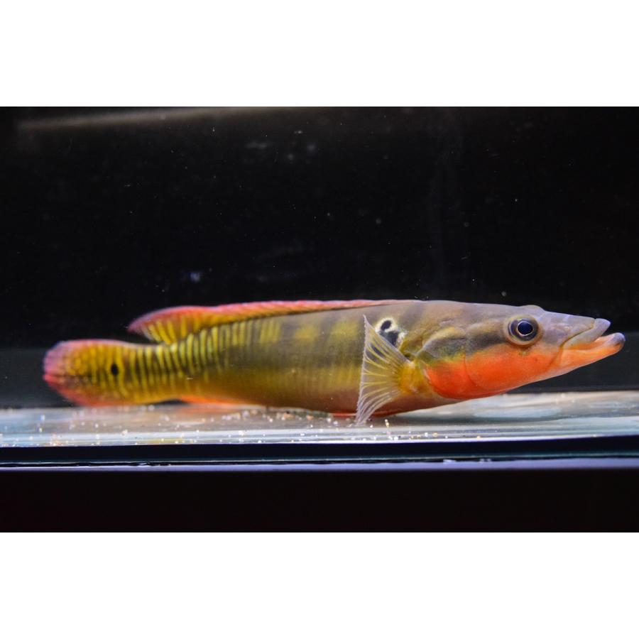 【タイムセール】 クレニキクラ・ゼブリナ　”コロンビア”　27cm 【HOV9099711522】(33150円)