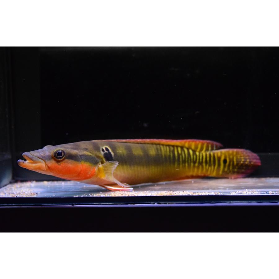 【タイムセール】 クレニキクラ・ゼブリナ　”コロンビア”　27cm 【HOV9099711522】(33150円)