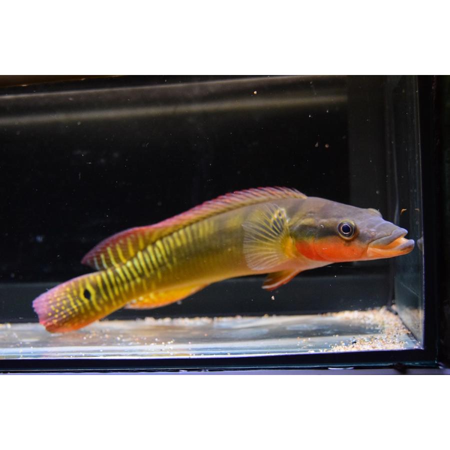 【タイムセール】 クレニキクラ・ゼブリナ　”コロンビア”　27cm 【HOV9099711522】(33150円)