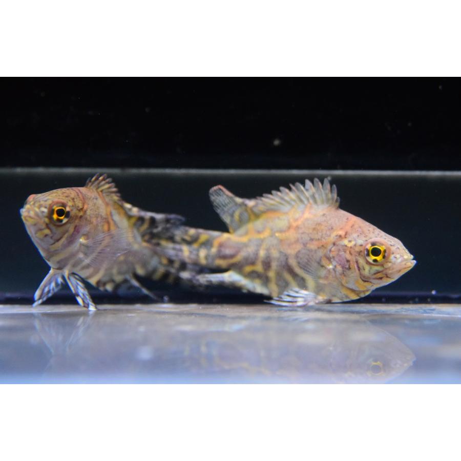 特別送料無料 ワイルドオスカー カヌタマ Ml D個体 1匹 15 18cm程度 ブラジル ワイルド 観賞魚 魚 アクアリウム 熱帯魚 ペット 飼育 アメリカンシクリッド お洒落無限大 Pineapplehomes Es