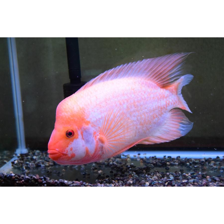 フラミンゴシクリッド コスタリカ 22 23cm程 Sacichlid148 World Rivers Net 通販 Yahoo ショッピング
