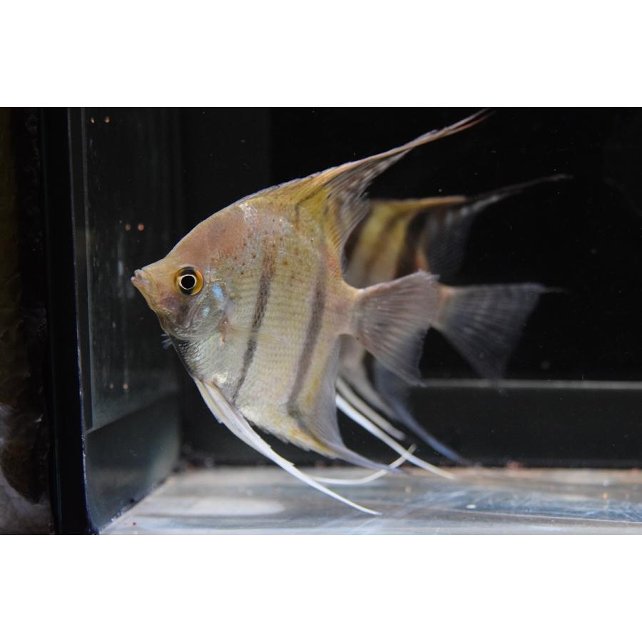ワイルドエンゼルフィッシュ ペルー 10 11cm Sacichlid149 World Rivers Net 通販 Yahoo ショッピング