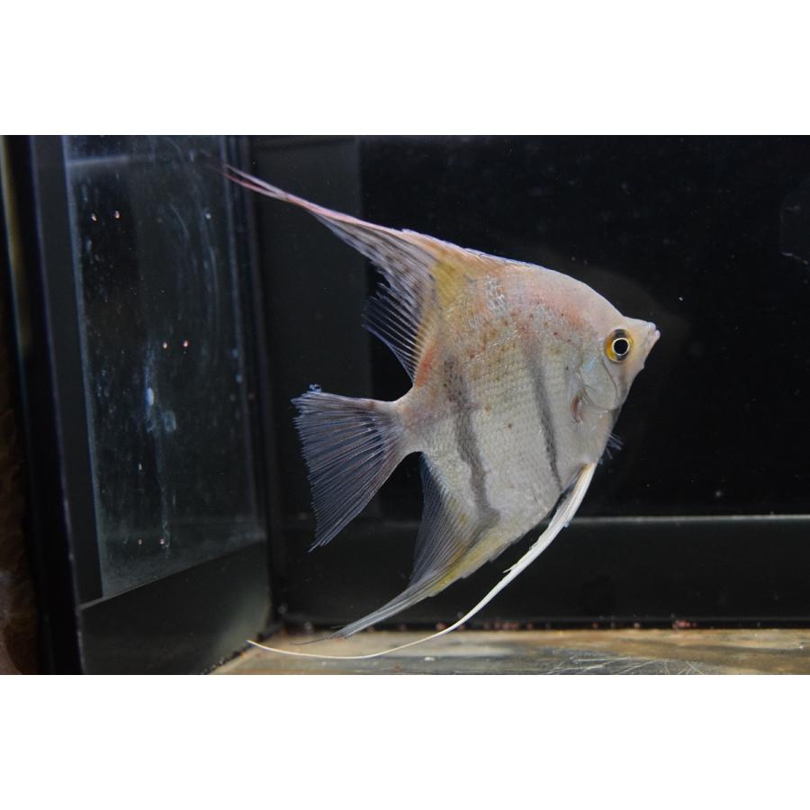 ワイルドエンゼルフィッシュ ペルー 10 11cm Sacichlid149 World Rivers Net 通販 Yahoo ショッピング