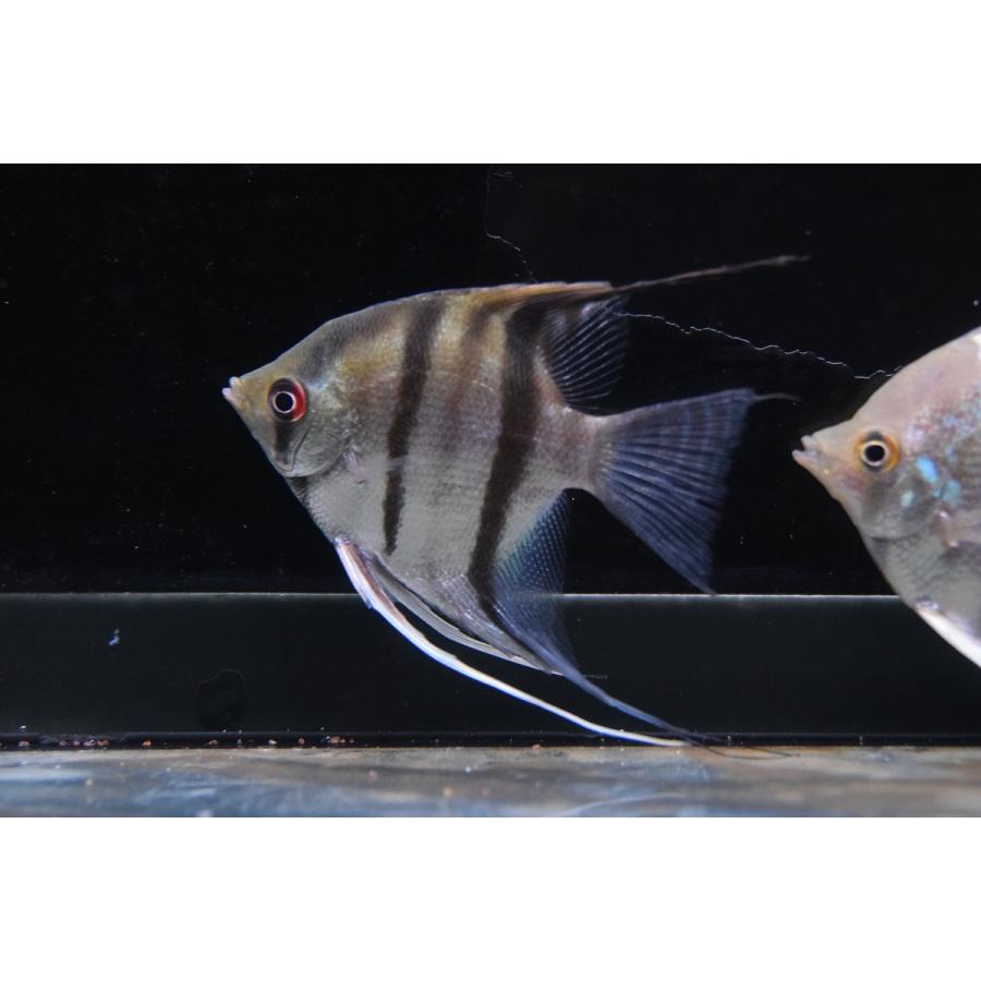 ワイルドエンゼルフィッシュ リオ サンミゲル 10 11cm Sacichlid150 World Rivers Net 通販 Yahoo ショッピング