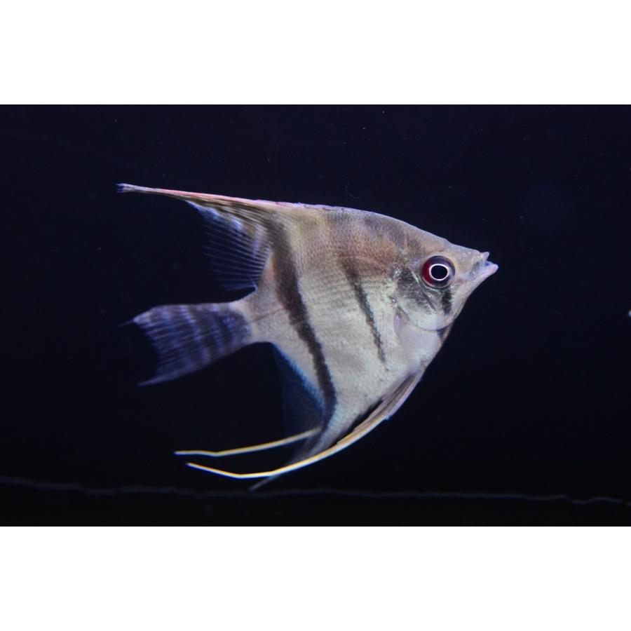 スカラレエンゼルフィッシュ バルセロス 6cm Sacichlid162 World Rivers Net 通販 Yahoo ショッピング
