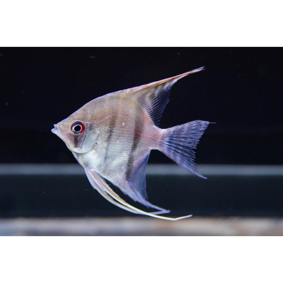 スカラレエンゼルフィッシュ バルセロス 6cm Sacichlid162 World Rivers Net 通販 Yahoo ショッピング