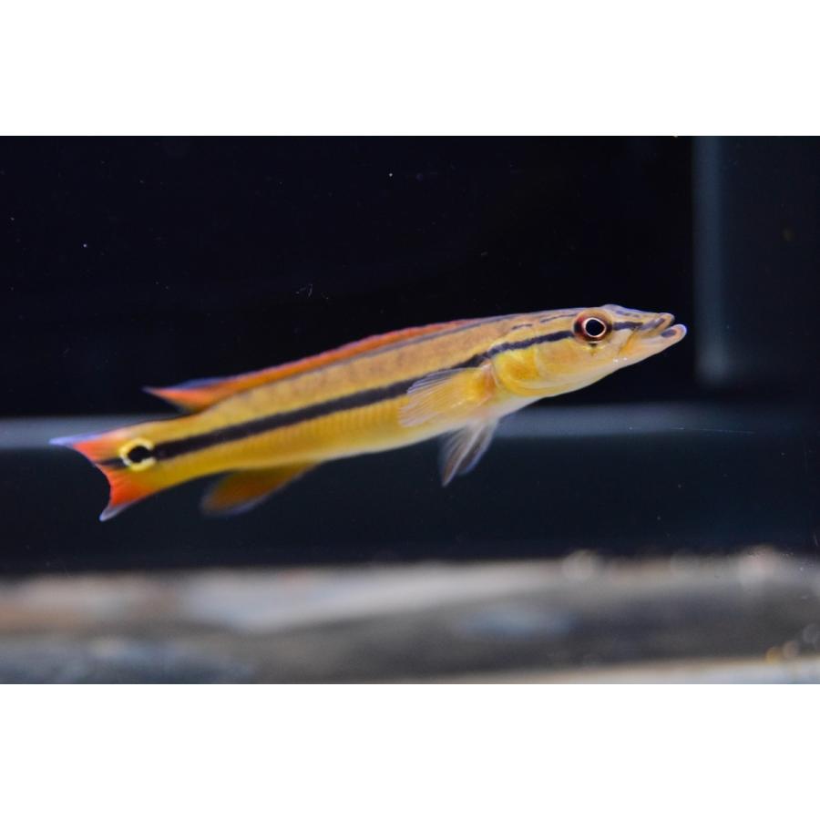 オレンジパイクシクリッド シングーi 10cm Sacichlid165 World Rivers Net 通販 Yahoo ショッピング