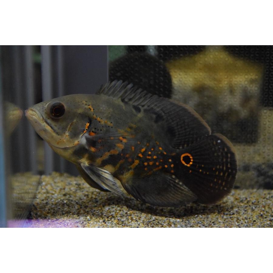祝開店 大放出セール開催中 オスカー 13cm サンタクルース ワイルドオスカー 観賞魚生体 Royalbarotsesafaris Com