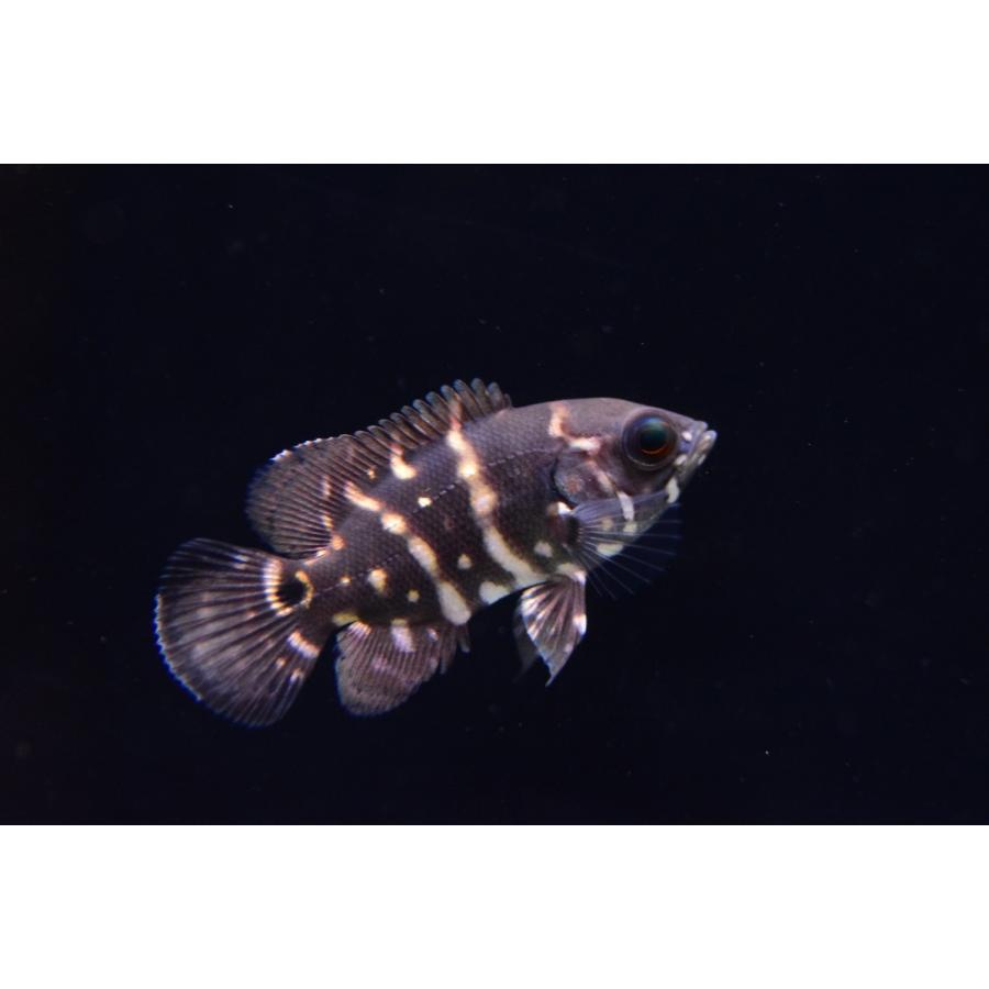 高品質の激安 5cm リオ アラグアイア ワイルドオスカー オスカー 観賞魚生体 Filipinotechaddict Net